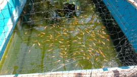 Pengembangan Ikan Nila di Pantai Grigak